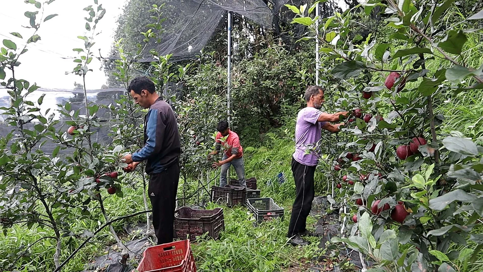 High density apple orchard project