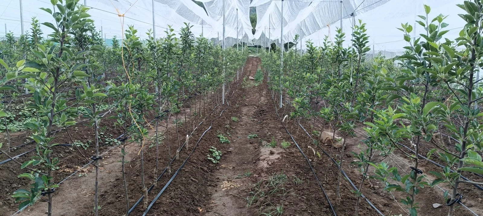 Kiwi trellis project