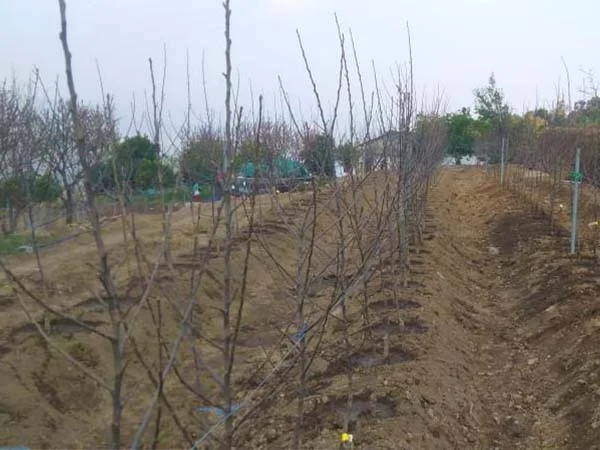 Plant growth in orchard
